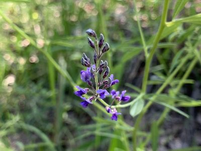 Pediomelum tenuiflorum, photographed by Cazody