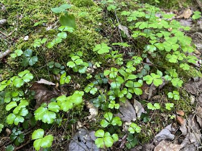 Coptis trifolia, photographed by Sean Grasing