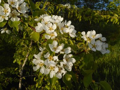 Pyrus communis, photographed by Eugene Popov
