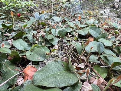 Epigaea repens, photographed by Sean Grasing