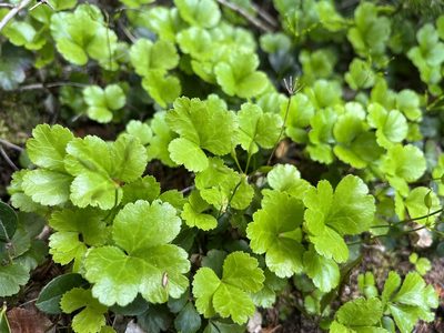 Coptis trifolia, photographed by Sean Grasing