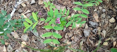 Lathyrus pisiformis, photographed by Yurii Basov