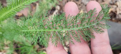 Achillea asiatica, photographed by Yurii Basov