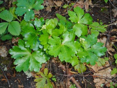 Sanicula europaea, photographed by Eugene Popov