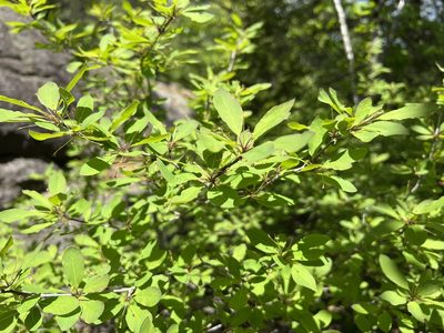 Ilex mucronata, photographed by Sean Grasing