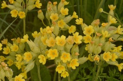 Primula veris, photographed by Eugene Popov