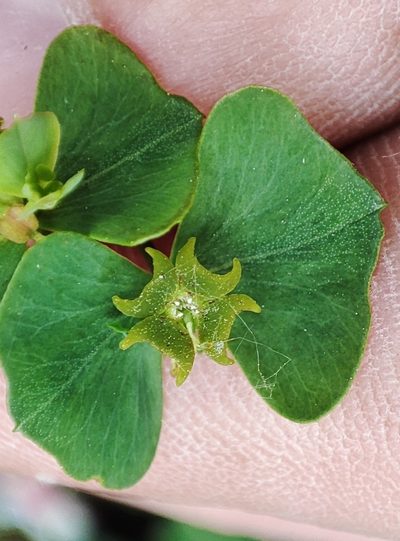 Euphorbia borealis, photographed by Yurii Basov