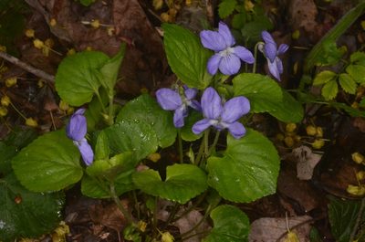 Viola riviniana, photographed by Eugene Popov