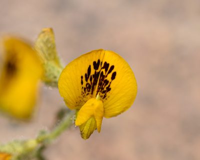 Adesmia eremophila, photographed by Nicolás Villaseca Merino