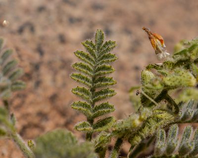 Adesmia eremophila