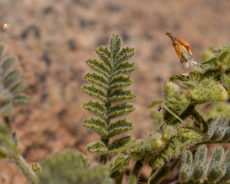 Adesmia eremophila, photographed by Nicolás Villaseca Merino
