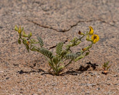 Adesmia eremophila, photographed by Nicolás Villaseca Merino