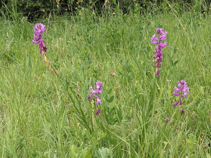 Polygala major, photographed by Zoltán Stekkelpak