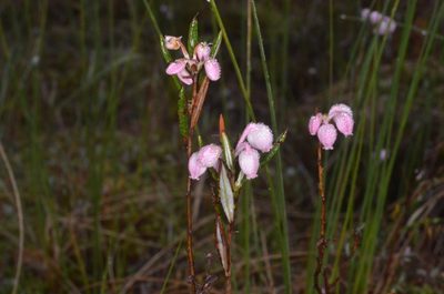 Andromeda polifolia, photographed by Eugene Popov