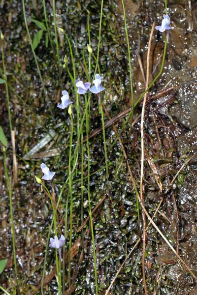 Utricularia smithiana, photographed by Max Hsieh(雁子)