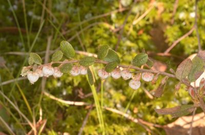 Chamaedaphne calyculata, photographed by Eugene Popov