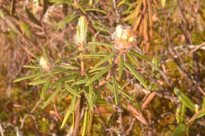 Rhododendron tomentosum, photographed by Eugene Popov