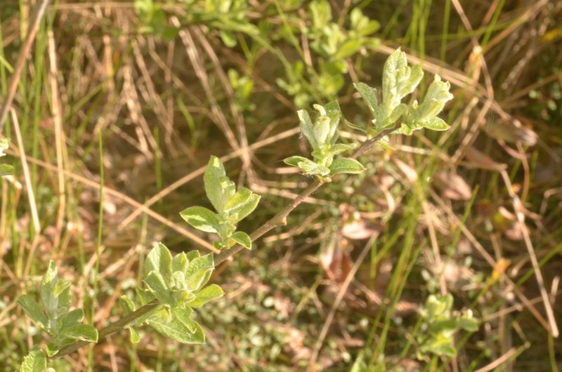 Salix aurita, photographed by Eugene Popov