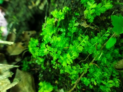 Plagiomnium cuspidatum, photographed by Evgenij Samarin