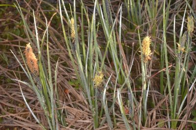 Carex nigra