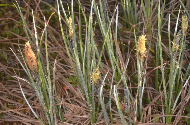 Carex nigra, photographed by Eugene Popov