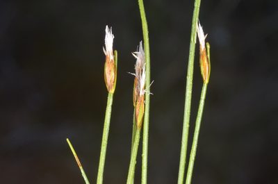 Trichophorum alpinum, photographed by Eugene Popov