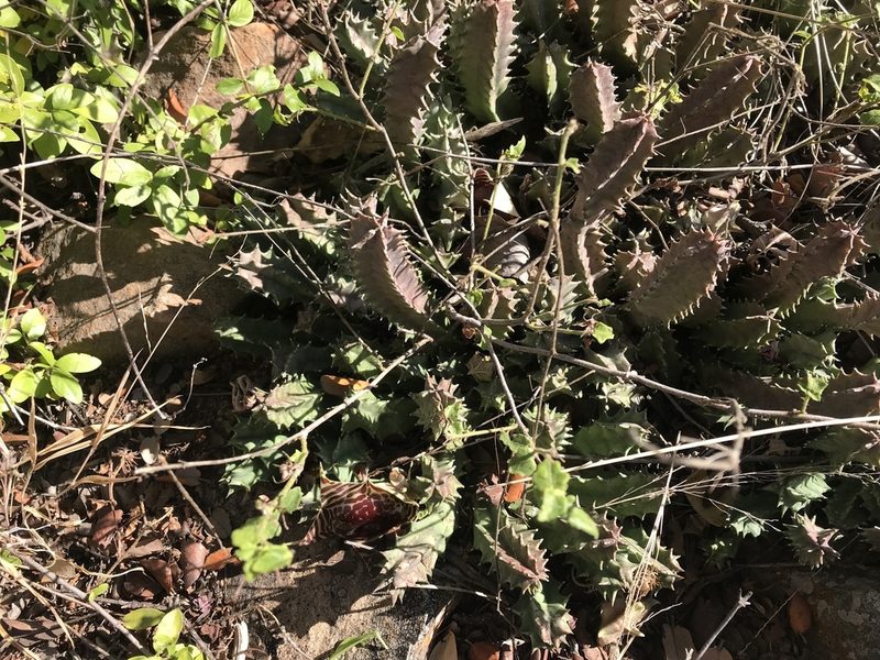 Huernia zebrina, photographed by rosshawkins