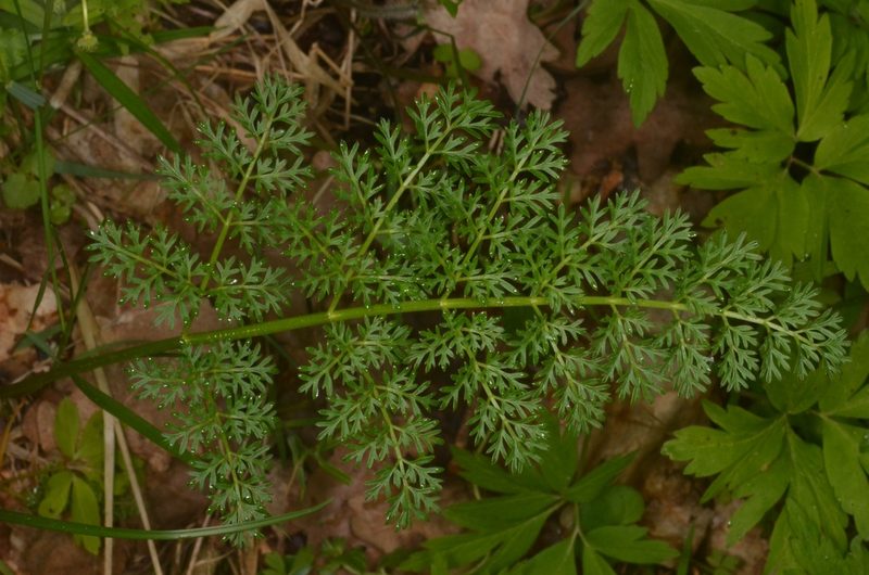 Selinum carvifolia, photographed by Eugene Popov