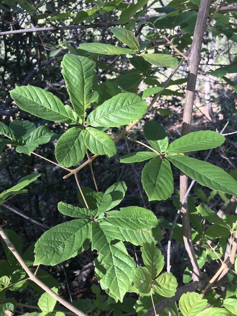 Vitex ferruginea, photographed by rosshawkins