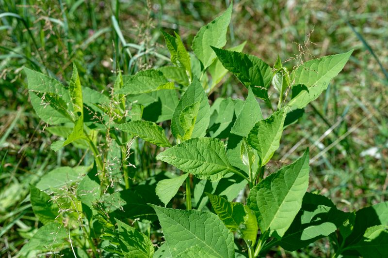 Verbesina occidentalis, photographed by David Ratledge
