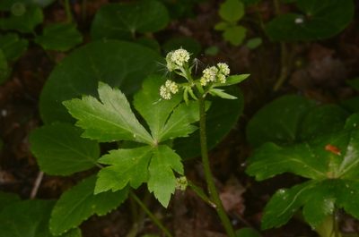 Sanicula europaea, photographed by Eugene Popov