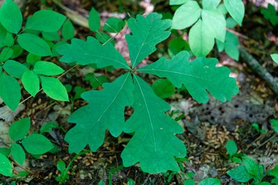 Quercus alba, photographed by David Ratledge