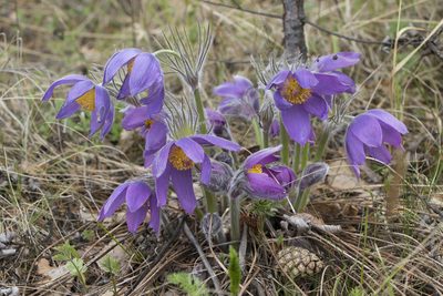 Pulsatilla patens, photographed by Полина Полежанкина