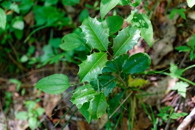 Ilex opaca, photographed by David Ratledge