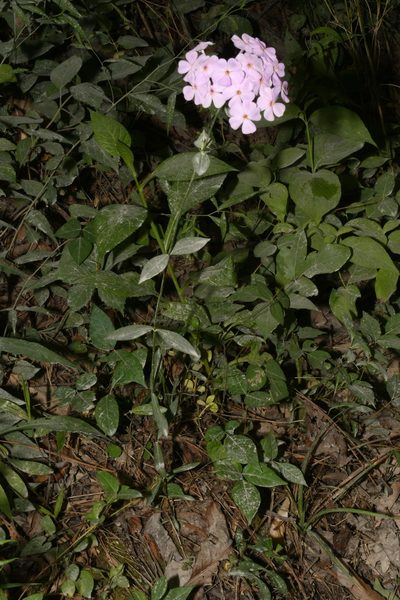 Phlox pulchra, photographed by Brian Finzel