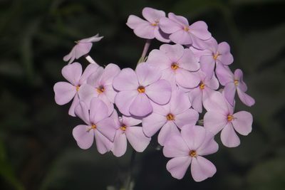 Phlox pulchra, photographed by Brian Finzel