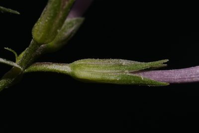 Phlox pulchra, photographed by Brian Finzel