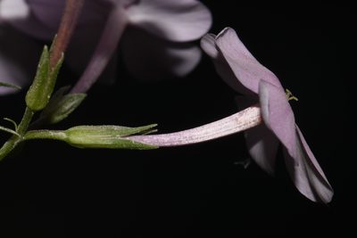 Phlox pulchra, photographed by Brian Finzel