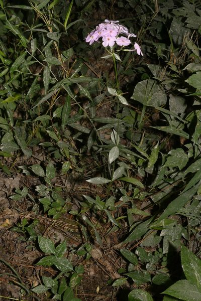 Phlox pulchra, photographed by Brian Finzel