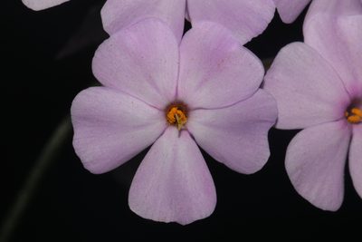 Phlox pulchra, photographed by Brian Finzel