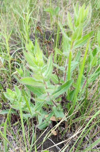 Hieracium robustum, photographed by Yurii Basov