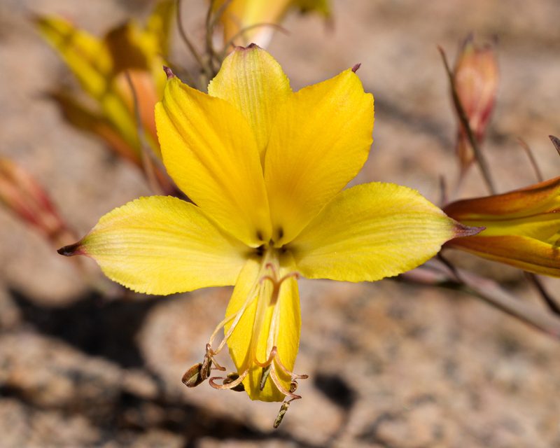 Alstroemeria kingii, photographed by Nicolás Villaseca Merino
