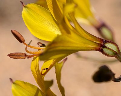 Alstroemeria kingii, photographed by Nicolás Villaseca Merino