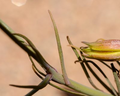 Alstroemeria kingii, photographed by Nicolás Villaseca Merino
