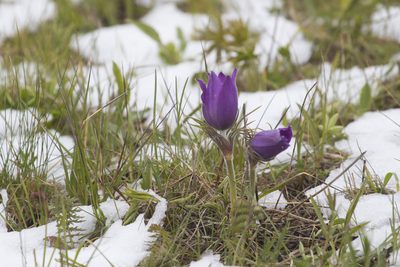 Pulsatilla patens, photographed by Полина Полежанкина