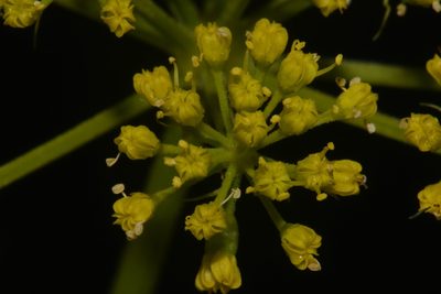 Polytaenia nuttallii, photographed by Brian Finzel
