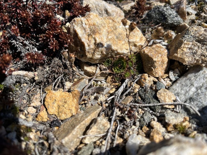 Saxifraga cespitosa, photographed by Ida B D Jacobsen
