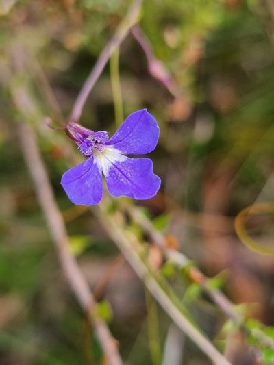 Lobelia andrewsii, photographed by Richard Dimon