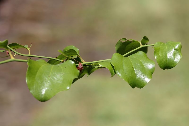 Smilax bona-nox, photographed by Lauren McLaurin