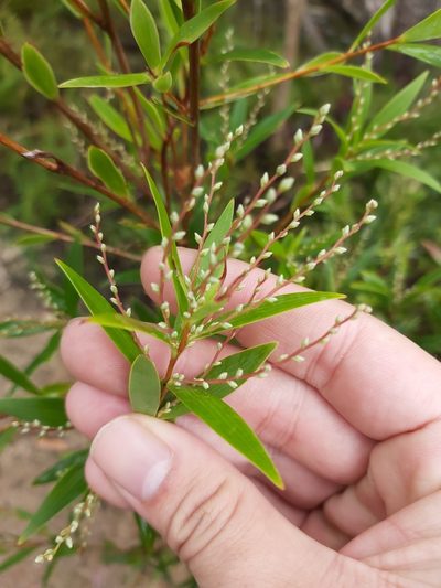 Leucopogon affinis, photographed by Tim